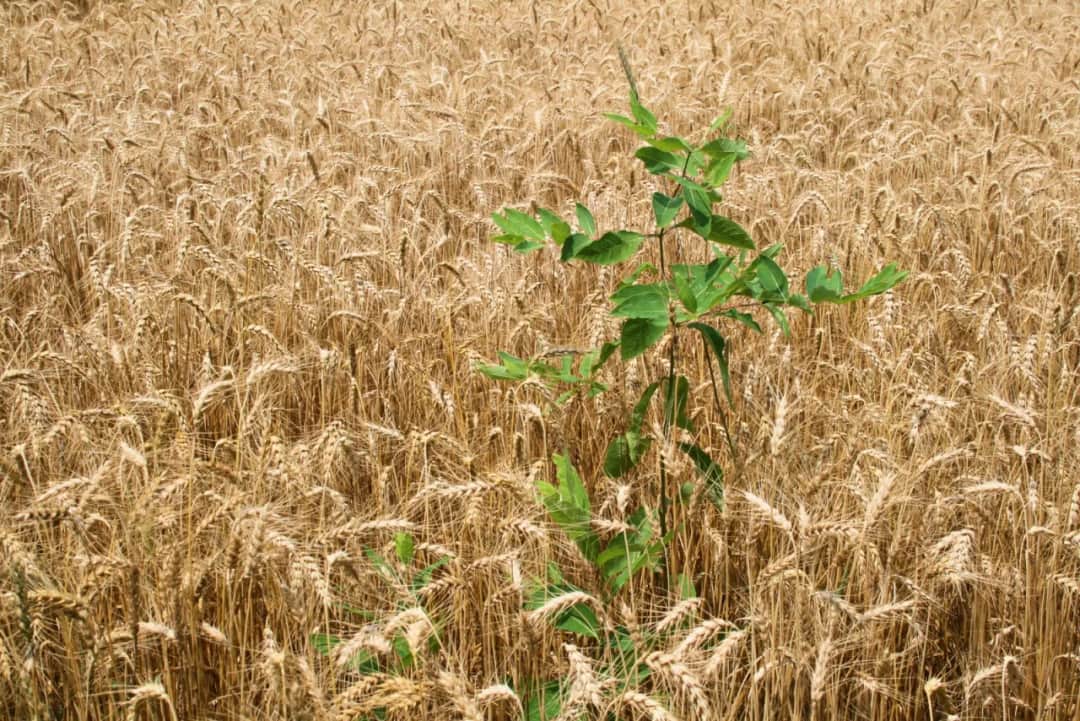 Przypowieść o chwaście: Jak zrozumieć jej przesłanie i znaczenie w życiu