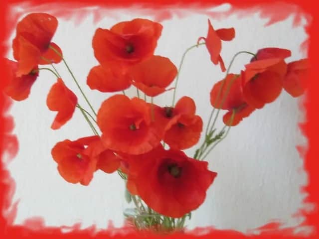 Przypowieść o maku - jak Czesław Miłosz ujawnia ludzkie ograniczenia